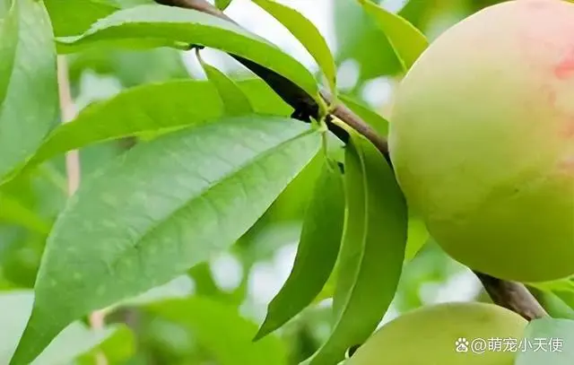 灭跳蚤药物_灭跳蚤专用药_灭跳蚤农药
