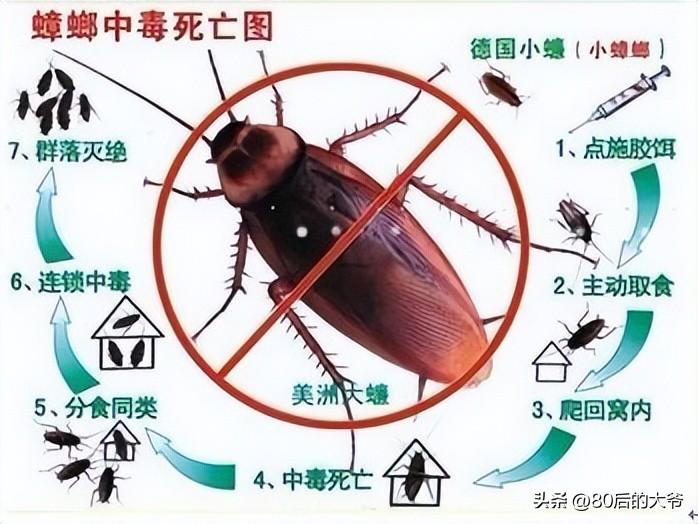 灭蟑螂最好的克星_蟑螂灭蟑螂_蟑螂灭克星好不好