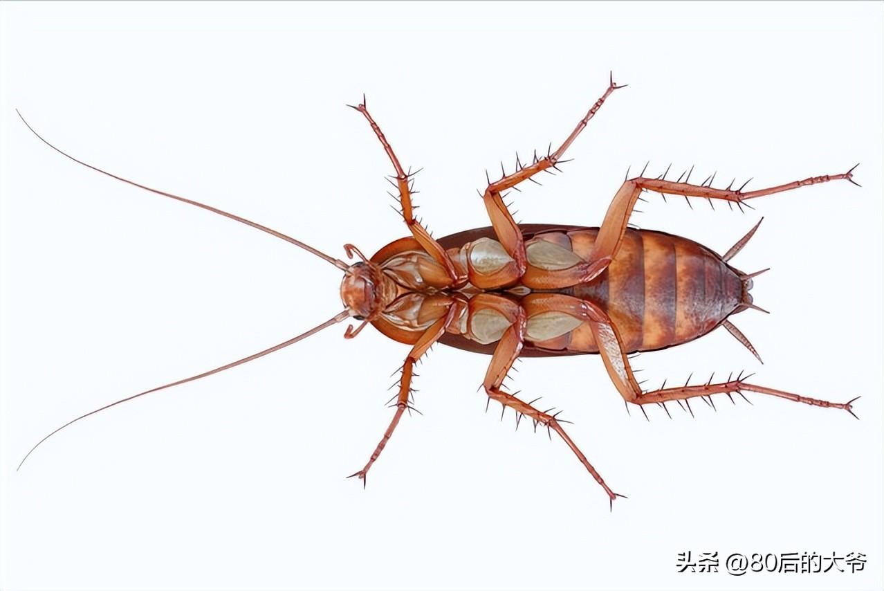 蟑螂灭克星好不好_蟑螂灭蟑螂_灭蟑螂最好的克星