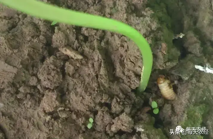 灭白蚁的特效药_灭杀白蚁药_特效灭药白蚁有用吗