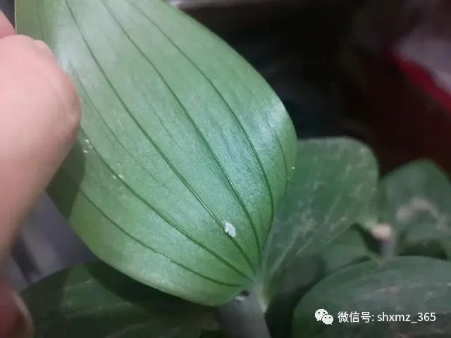 如何自制杀虫水植物_10种自制杀虫水_最有效果的自制杀虫水