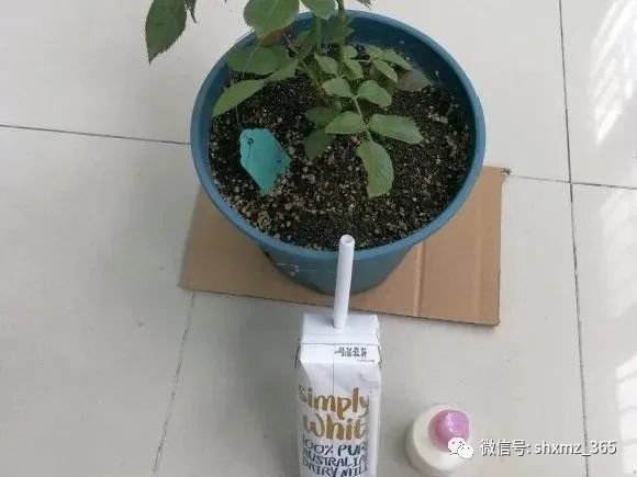 10种自制杀虫水_最有效果的自制杀虫水_如何自制杀虫水植物