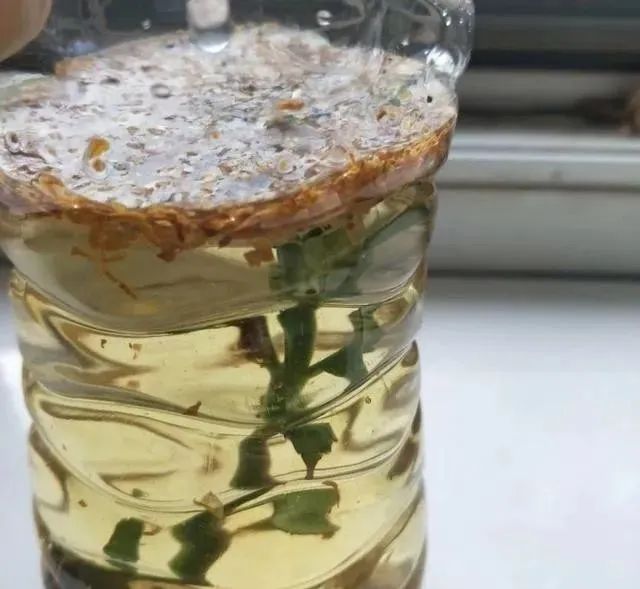 10种自制杀虫水_最有效果的自制杀虫水_如何自制杀虫水植物